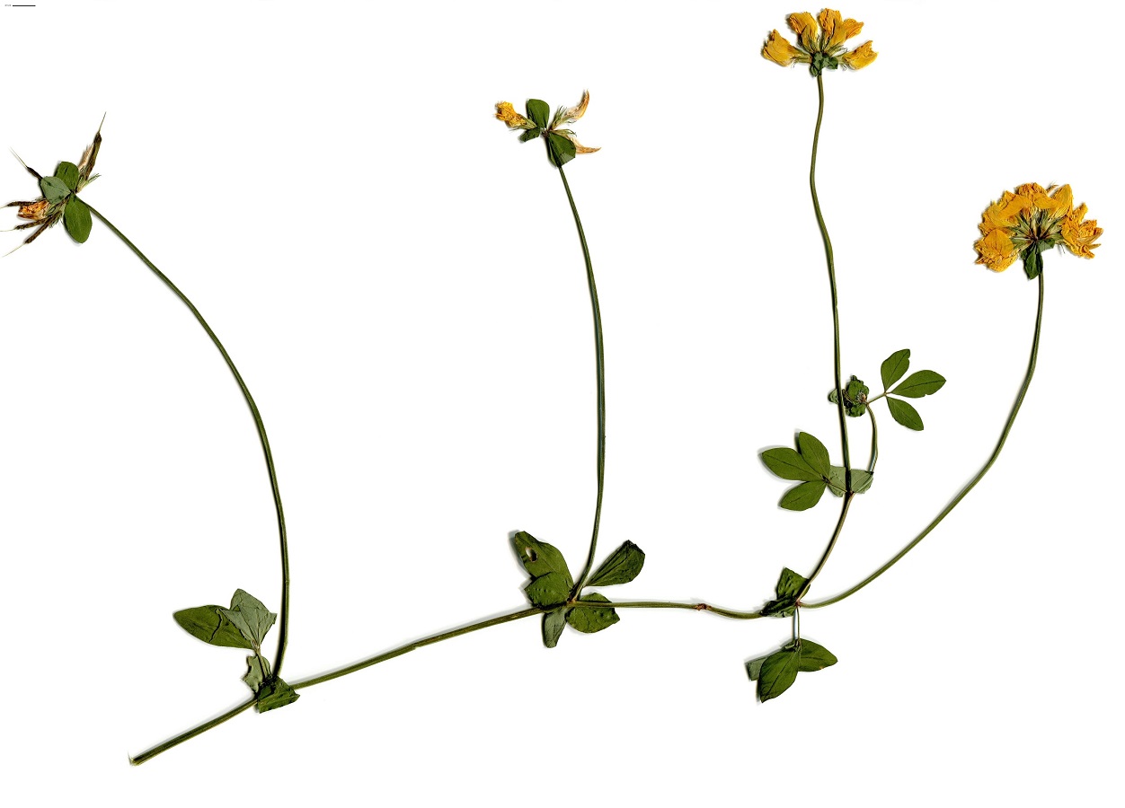 Lotus pedunculatus (Fabaceae)